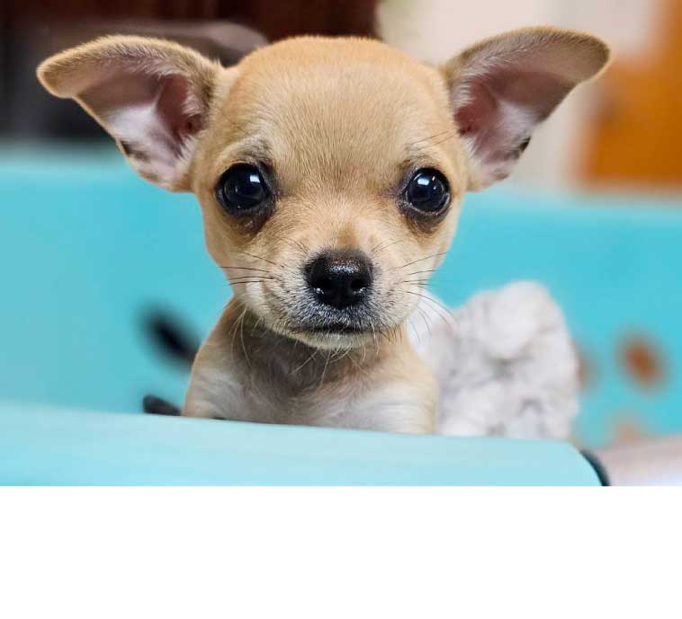 All About Animals Rescue