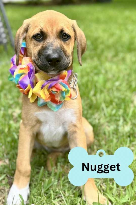 All About Animals Nugget Image