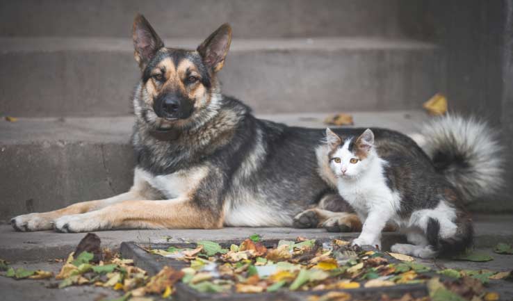 Animal Mission Mobile Image