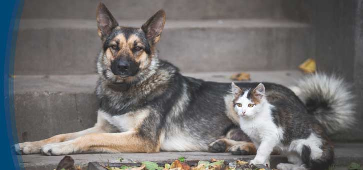 Animal Mission Header Image