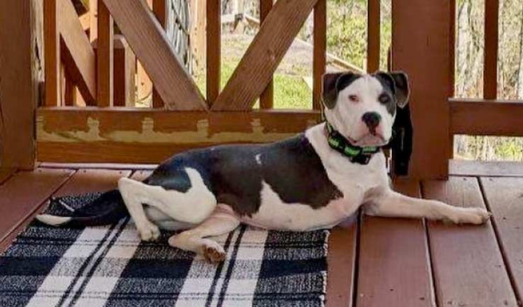 Partners in Animal Care