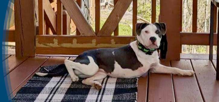 Partners in Animal Care